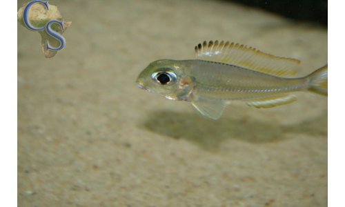 Xenotilapia ornatipinnis burundi